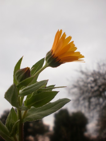 Calendula arvensis