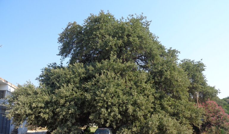 Βελανιδιά Ραφήνας: Ένα μνημείο φύσης