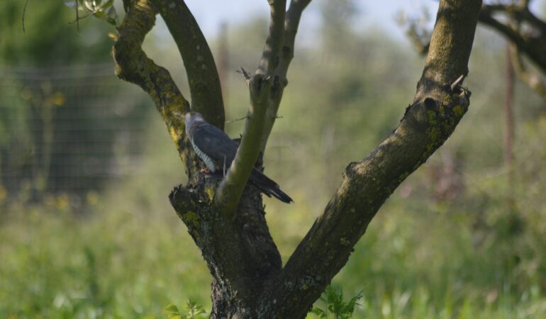 Ένας… αλλά Κούκος