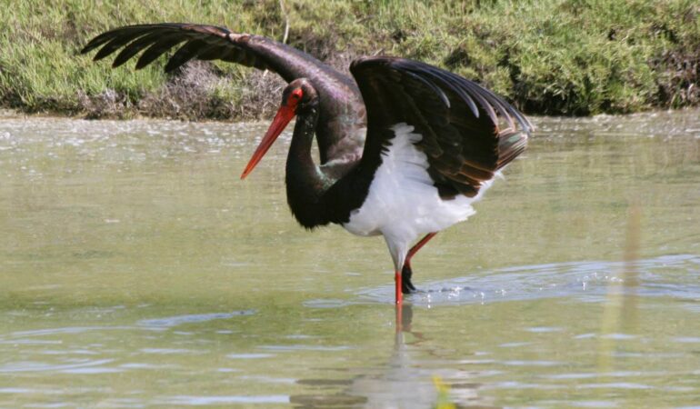 Τα πουλιά και η κλιματική αλλαγή